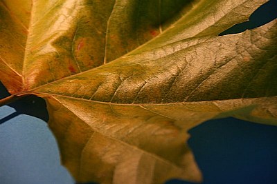 colourful autumn 2