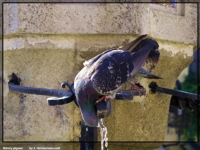 thirsty pigeon