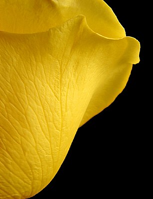 Yellow Rosa