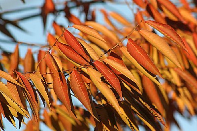 fall colors - orange leafs