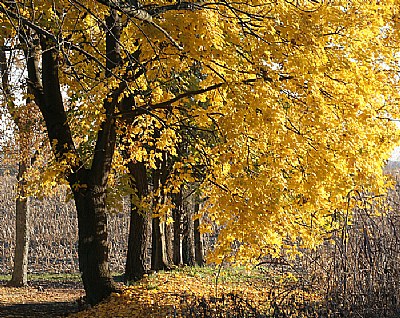 fall colors - yellow leafs