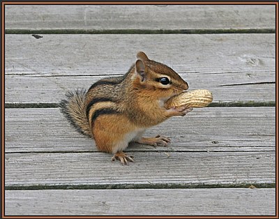 Chipmunk