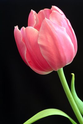 tulip