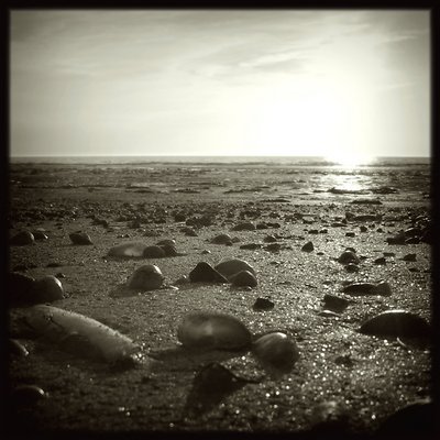 Sand and shells 3