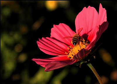 Bee Wing Shadow