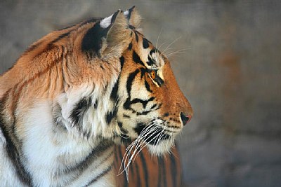 "Misty The Tiger"