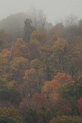 Foggy Fall Morning