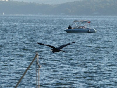 Blue Heron