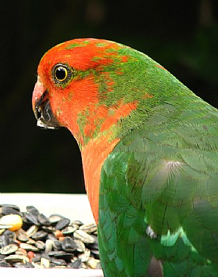 Juvenile King Parrot