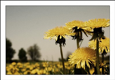 Dandelions