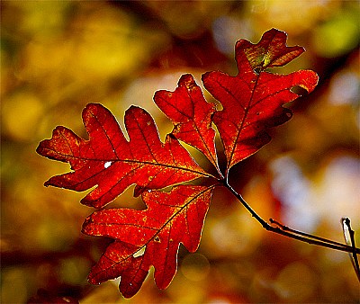 oak leaf blushing