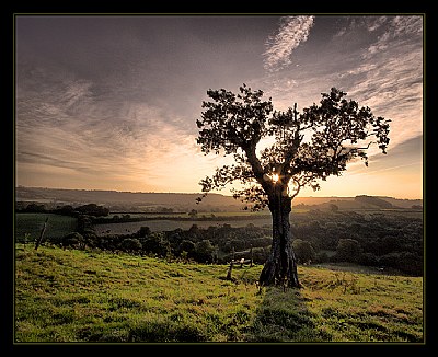 Evening Light - Dorset