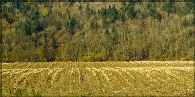 Corn Stubble