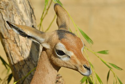 Gerenuk