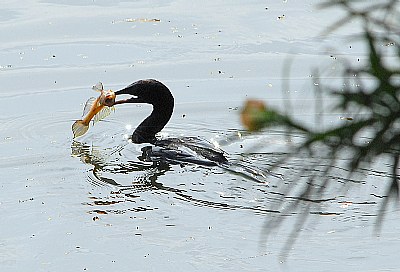 Cormorant catch