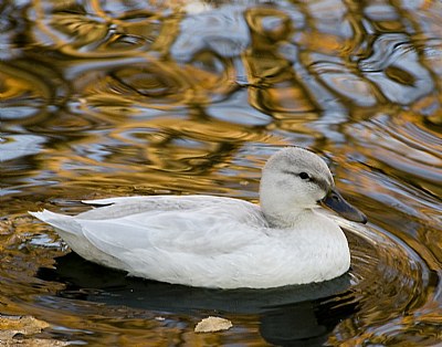 White Mallard