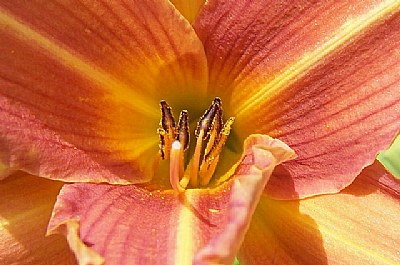 Day lily