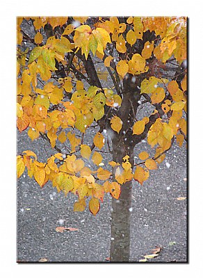 First Snow