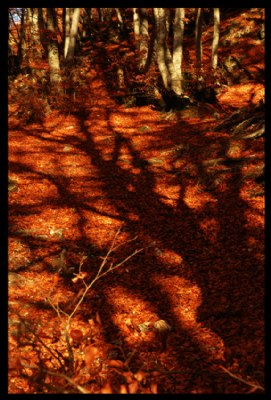 autumn shadows