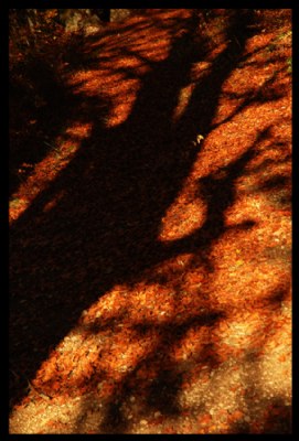 autumn shadows_04