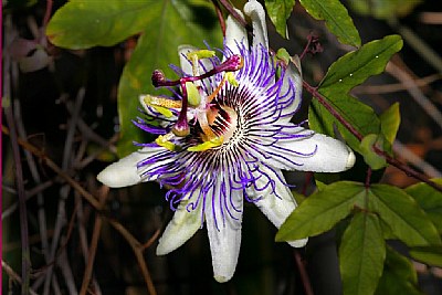 Passion Flower"Marie"