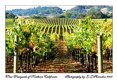 Wine Country Vineyards