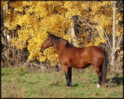 Autumn Pony