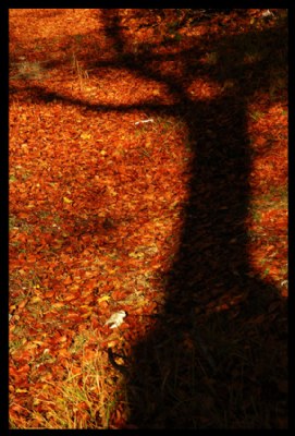autumn shadows_05