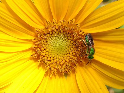 Sunshine in a Green Bottle