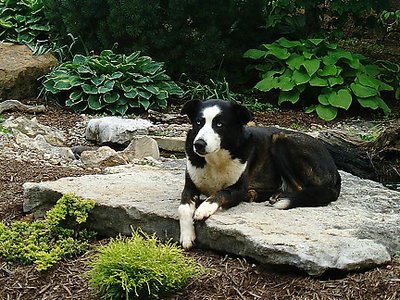 Canine Gardener