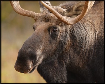 Moose Face