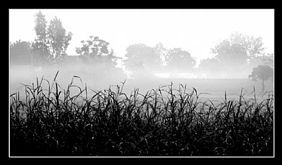 Misty fields