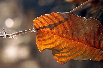 Fall in Shiraz 3