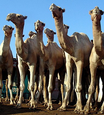 United Camels