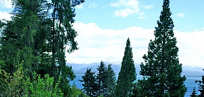 Conifers & Lake