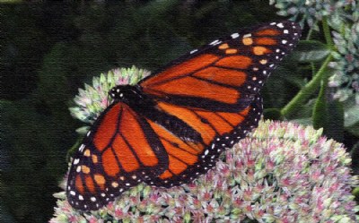 MONARCH ON CANVAS