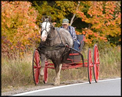 Horse & Buggy