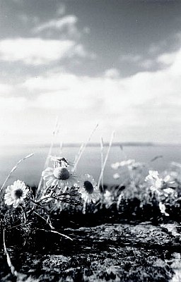 fleur de copeland