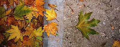 the last wish of leaf