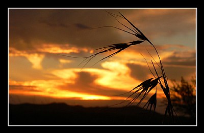 Grassy Silhouette II