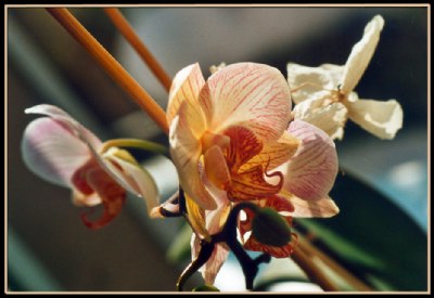 New blossom in the sun