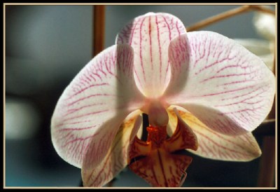 Welcoming orchid