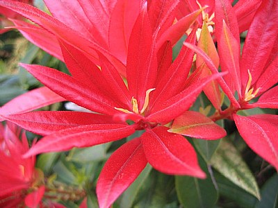 Not A Poinsettia