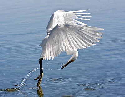 Snowy Egret  caught fish