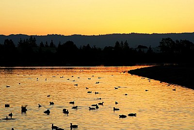 ducks on the silent lake