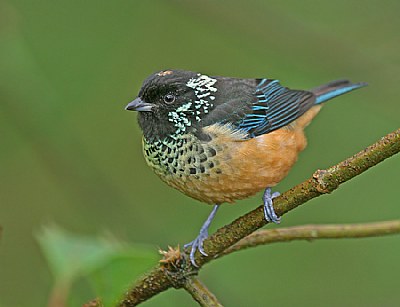 Spangled-cheeked Tanager