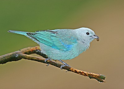 Blue-gray Tanager