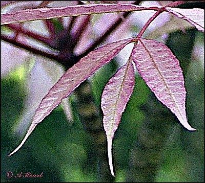 Tree of Heaven Detail