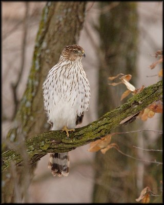 Cooper's Hawk