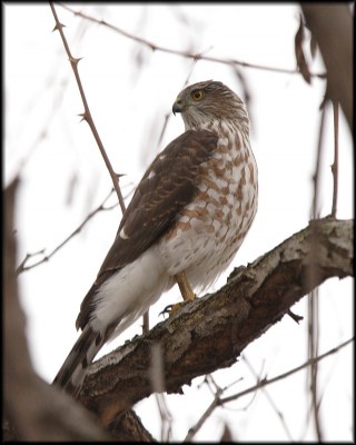 Sharp-shinned Hawk